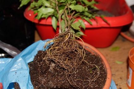 Transplantarea și reproducerea Ficus benjamina cum să-acasă