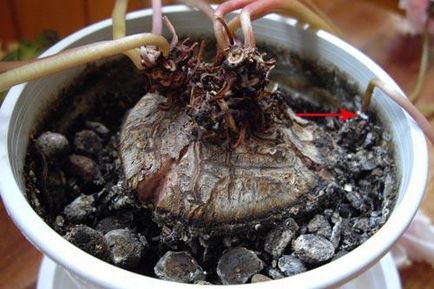 Transplantul Cyclamen ușor și la prețuri accesibile (doar) Transplantul Cyclamen ușor și la prețuri accesibile
