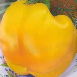Pepper descriere gogoshary (gogoshary) Pepper descriere gogoshary