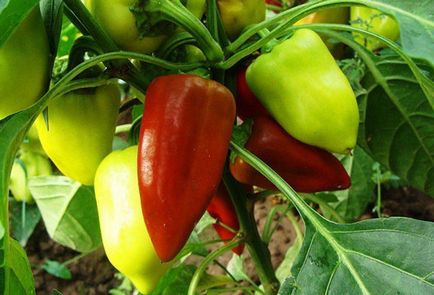 Pepper - plantare și îngrijire în seră, pasynkovanie ca o modalitate de a crește randamentul