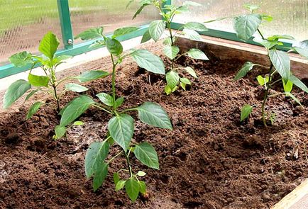 Pepper - plantare și îngrijire în seră, pasynkovanie ca o modalitate de a crește randamentul