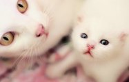 Primele nașteri pisici