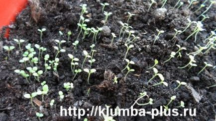 Petunia - în creștere din semințe