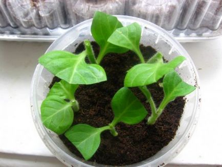Petunia - îngrijire și cultivarea la domiciliu din semințe