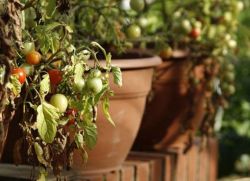 tomate De ce innegresc (înnegrite) tomate De ce innegresc