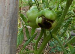 tomate De ce innegresc