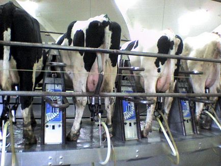 De ce o vaca dă lapte de vaca dă lapte pentru un motiv oarecare