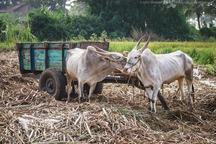 De ce sacru vaca din India
