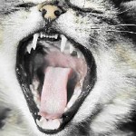 De ce pisica râgâieli în fiecare zi după consumul de alimente sau spumă, spumă albă și sânge, fără lână