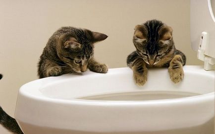 De ce pisoi miauna atunci când merge la baie un blog veterinarii - belanta