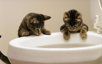 De ce pisoi miauna atunci când merge la baie un blog veterinarii - belanta (WC) De ce pisoi miauna atunci când merge la baie un blog veterinarii - belanta