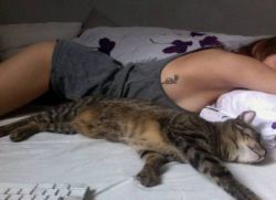 De ce nu pot dormi cu o pisică