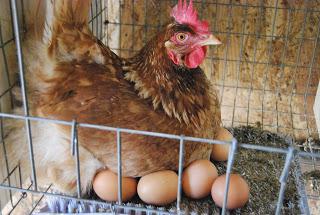 De ce nu suportă găini tinere găini ouătoare decât