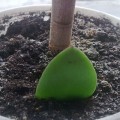 De ce să nu crească un copac bani sau mor ce să facă să-l salveze video și fotografii (monetară) De ce să nu crească un copac bani sau mor ce să facă pentru a salva video și fotografia lui