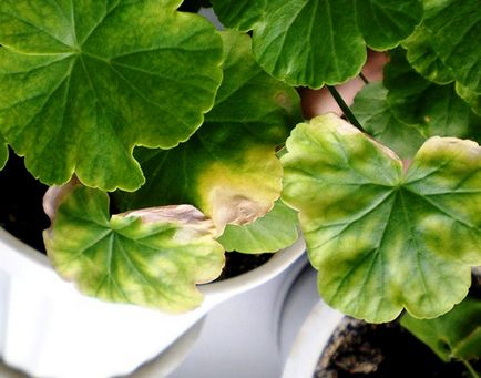De ce geranium uscat frunze de cauze și măsuri