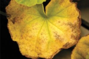 De ce frunze de geranium rândul său, galben și uscat, ca o grădină