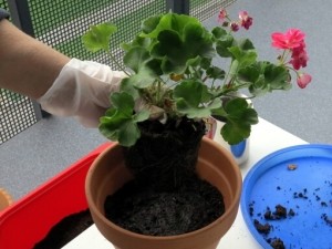 De ce frunze de geranium rândul său, galben și se usucă cauza și soluția la problema