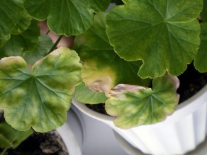De ce frunze de geranium rândul său, galben și se usucă cauza și soluția la problema