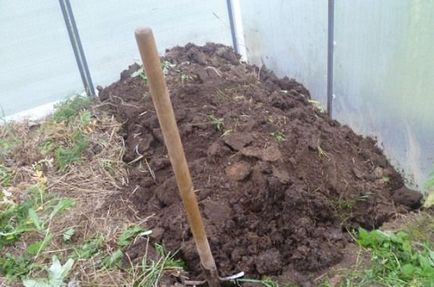 De ce galben ovar de castravete în seră, ce să facă (pentru un motiv sau altul) De ce ovar galben de castravete în seră, ce să facă