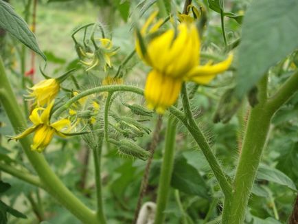 Fertilizarea în timpul înfloririi de tomate