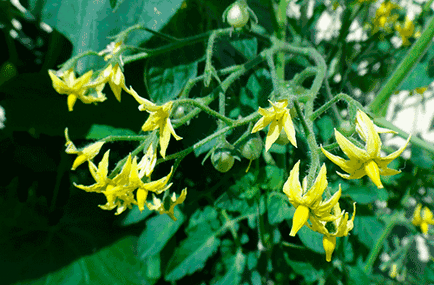 Fertilizarea în timpul înfloririi de tomate