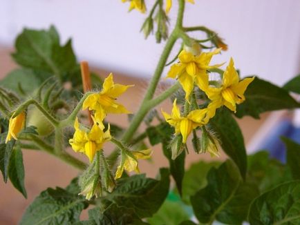 Fertilizarea în timpul înfloririi de tomate