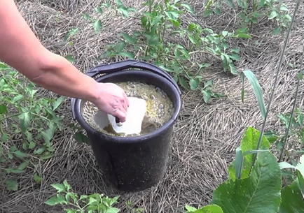 Fertilizarea în timpul înfloririi de tomate