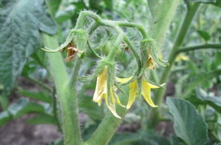 tomate de fertilizare în timpul înfloririi decât fertiliza tomate