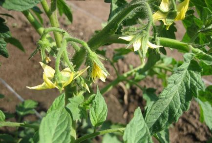 tomate de fertilizare în timpul înfloririi decât fertiliza tomate