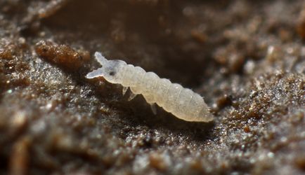 Subnivele pentru a scăpa de springtails în culorile camerelor metodele tradiționale