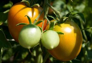 Avantaje și prejudicii de tomate pentru organism