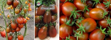 Descriere Tomate Negru Moor din soiuri de tomate, comentarii