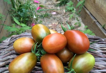 Descriere Tomate Negru Moor din soiuri de tomate, comentarii
