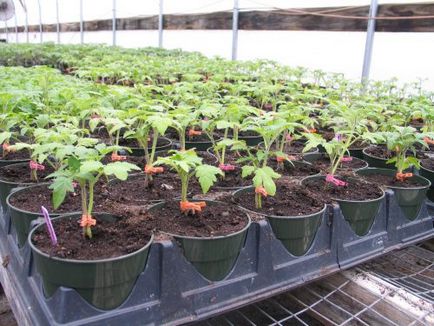 Tomate când pentru a planta răsaduri de tomate pentru a planta