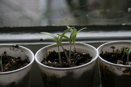 Tomate când pentru a planta răsaduri de tomate pentru a planta