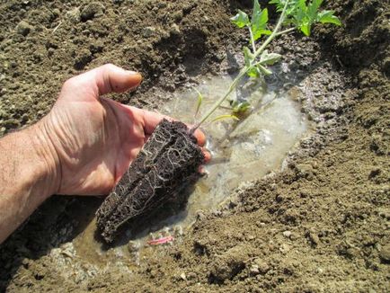 Tomate când pentru a planta răsaduri de tomate pentru a planta