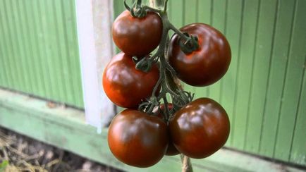 grad Tomate Kumata si fotografie, recenzii și roșii, semințe și descrierea feroase