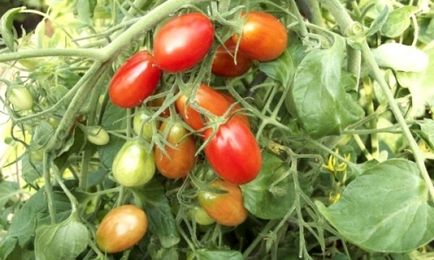 Degetele fotografie Tomatele, rețete de tomate verzi pentru iarna, recenzii, videoclipuri