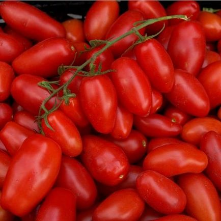 Descrierea Tomate degetele soiului, metodele de conservare ca rola pentru iarnă, foto, video