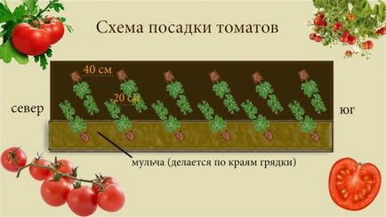 plantare de tomate și de îngrijire în câmp deschis, când și cum să planteze decât apa, fertiliza, reguli