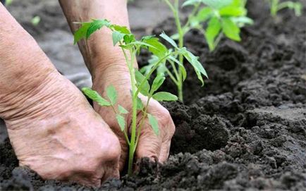 plantare de tomate și de îngrijire în câmp deschis, când și cum să planteze decât apa, fertiliza, reguli
