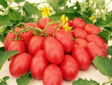 Tomate Rocket - trebuie să știți despre roșiile de plantare grădinar