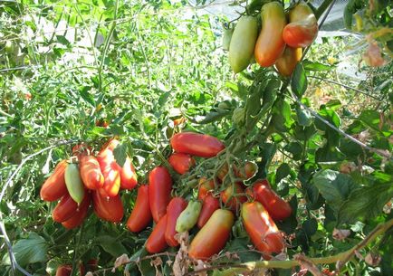 Tomate Rocket - trebuie să știți despre roșiile de plantare grădinar