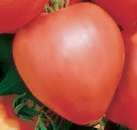 Tomate Cap de Monomakh