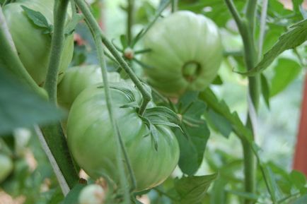 Tomate „labă de urs“, descrierea și caracterizarea fotografiei de tomate