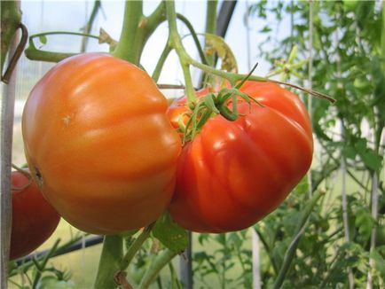 Tomate „labă de urs“, descrierea și caracterizarea fotografiei de tomate