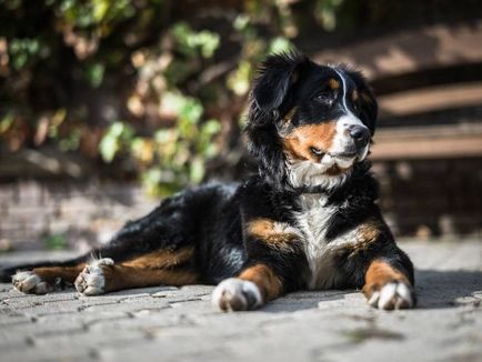 Diareea la câini ce să facă și cum să trateze