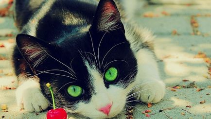 porecle populare pentru pisici nume românești de băieți, cele mai interesante și originale, simplu,