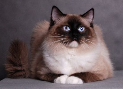 Ragdoll Descriere rasa pisica cu fotografii