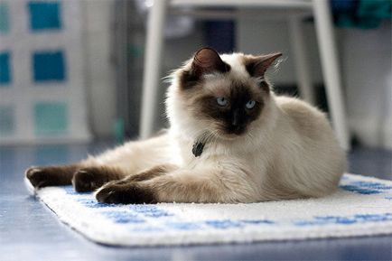 Ragdoll Descriere rasa pisica cu fotografii